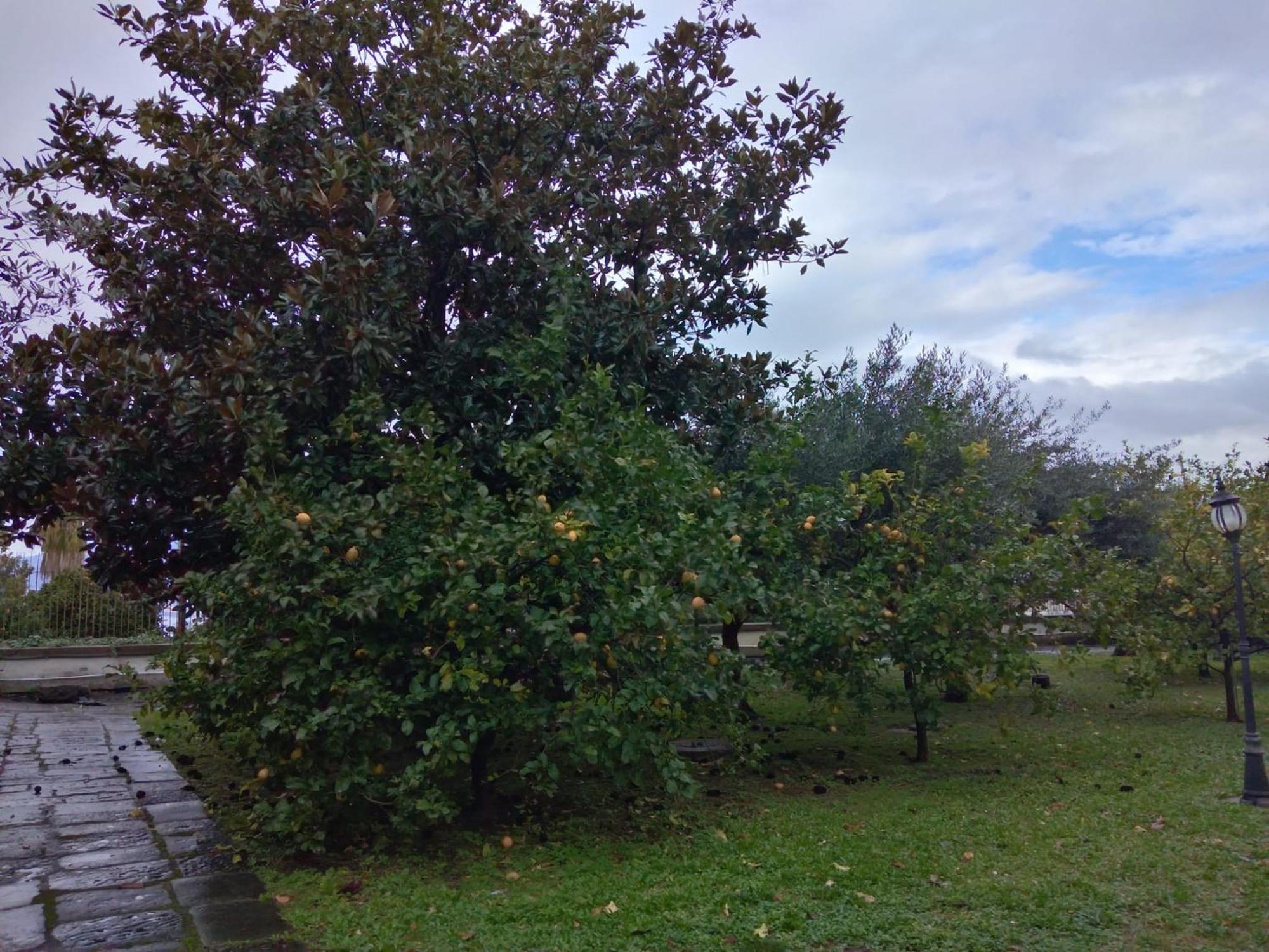 Pellicano -il Nido Castellammare di Stabia
